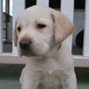 Meet your Posher, Terry